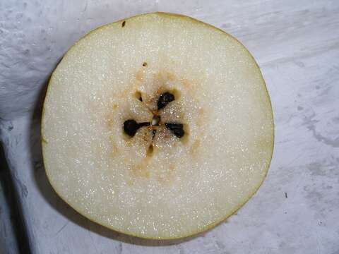 Image of Chinese pear