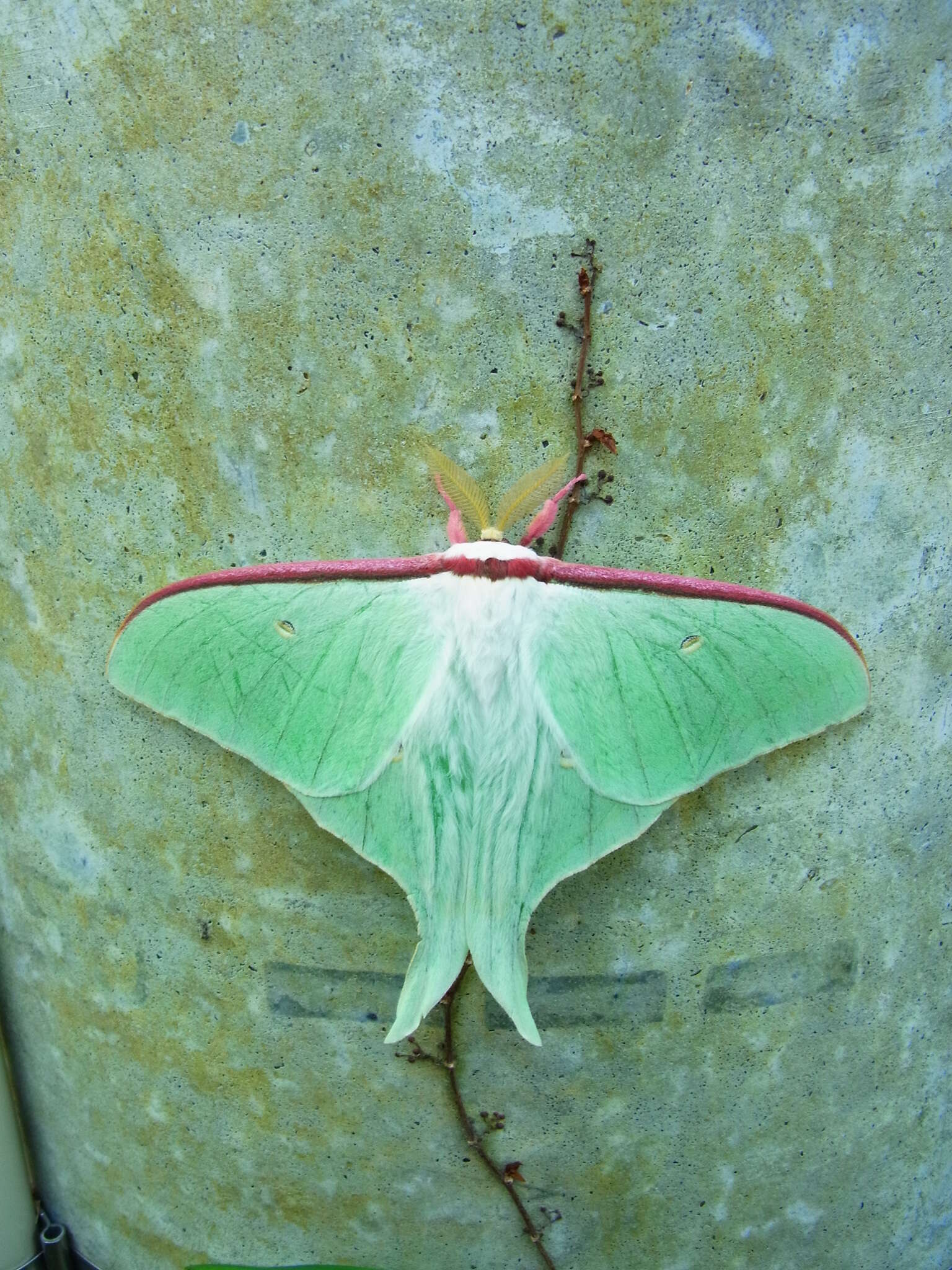 Plancia ëd Actias aliena (Butler 1879)