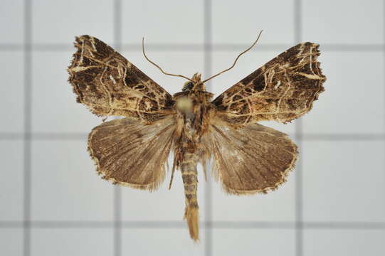 Image of Callopistria rivularis Walker 1857