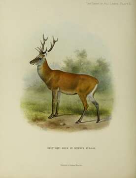 Cervus canadensis xanthopygus的圖片