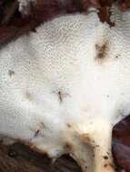 Image of Polyporus tuberaster (Jacq. ex Pers.) Fr. 1821