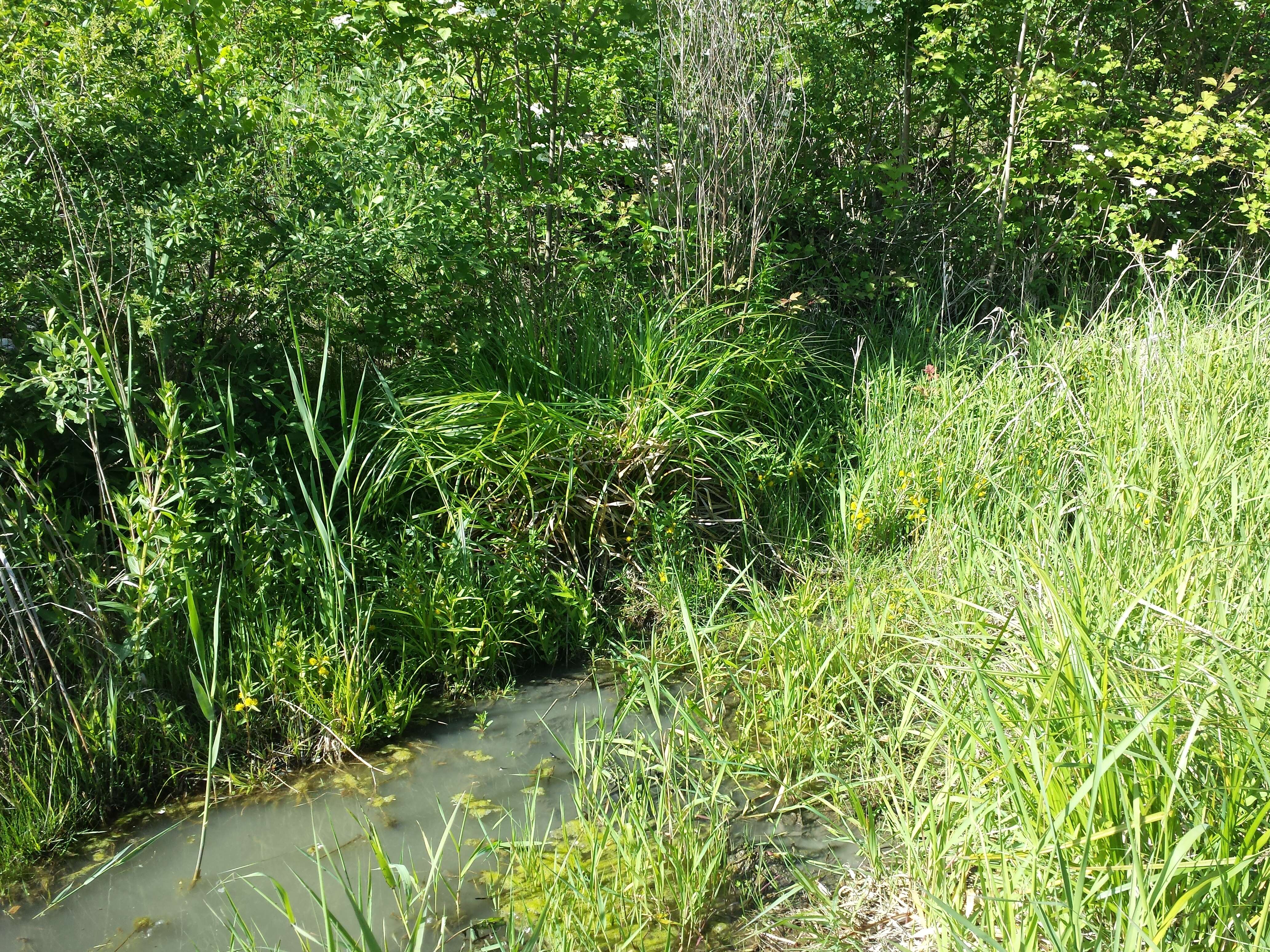 Image of Tufted Loosestrife