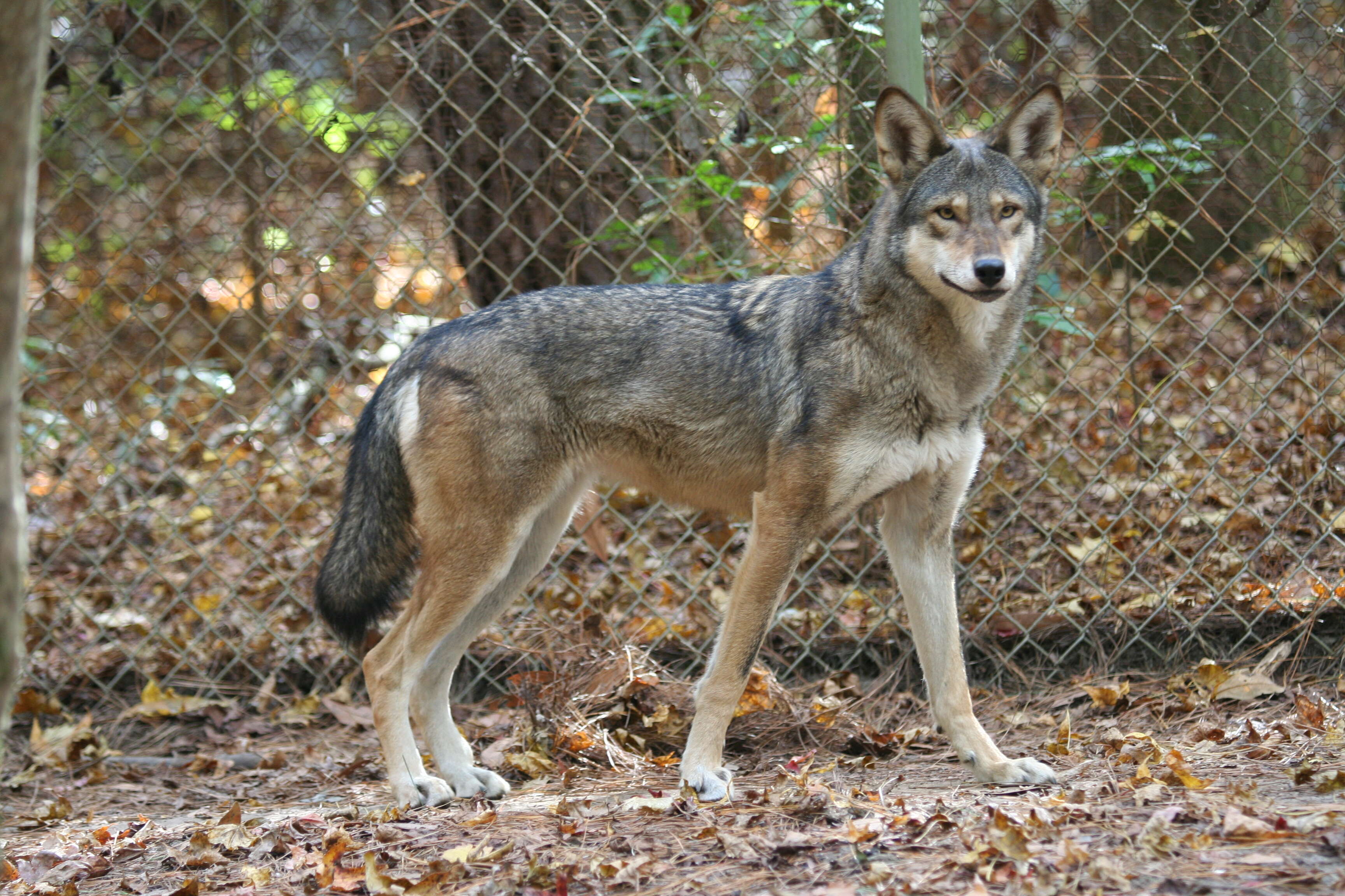 Image of Red wolf