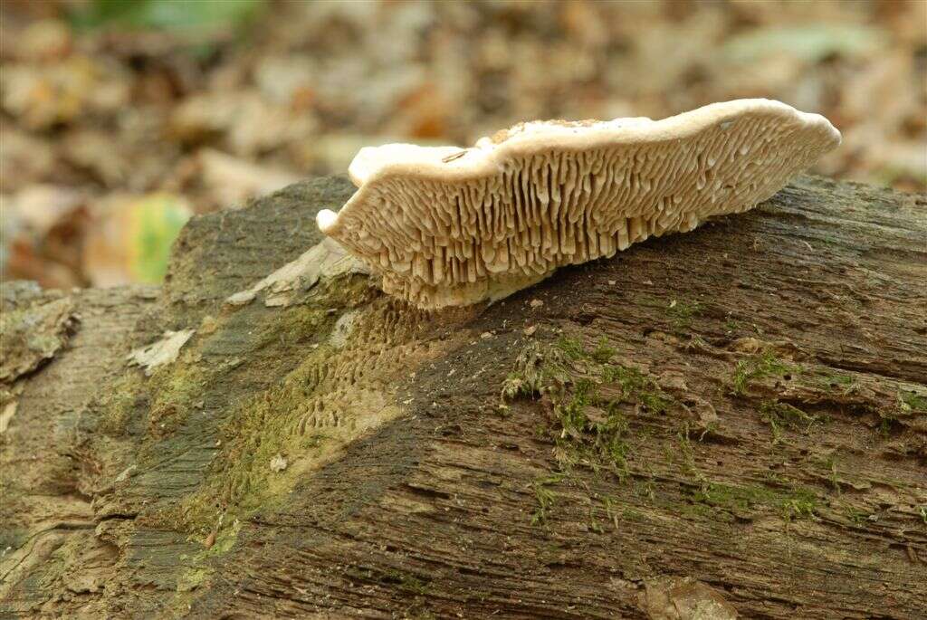 Image of Trametes gibbosa (Pers.) Fr. 1838