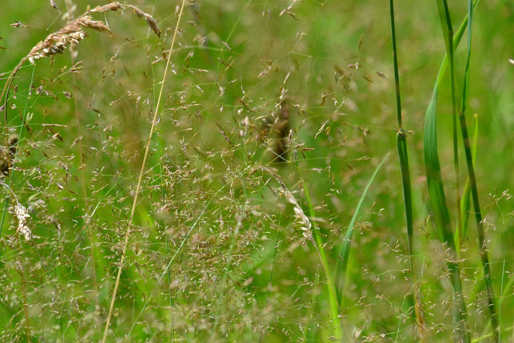 Image de Agrostis commun