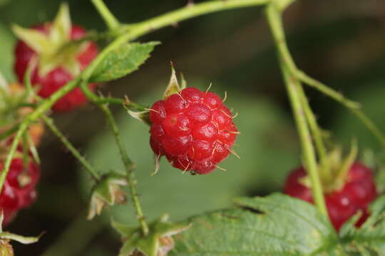 Image of Raspberry