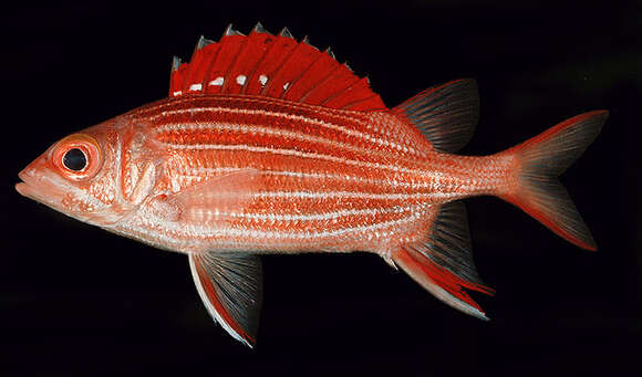 Image of Camouflage Grouper