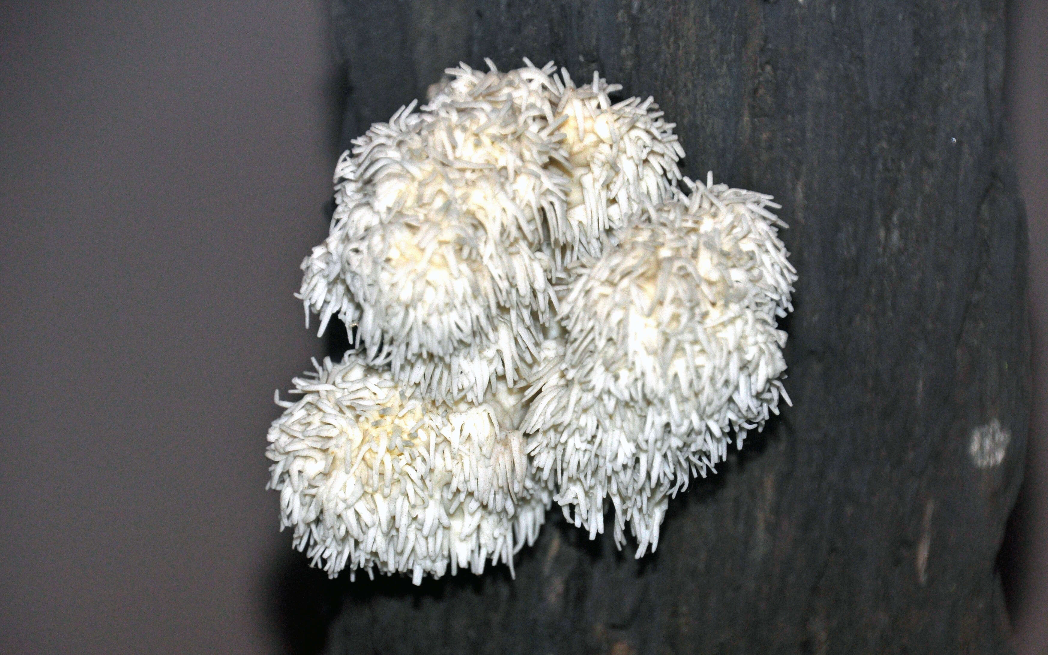 Hericium coralloides (Scop.) Pers. 1794 resmi