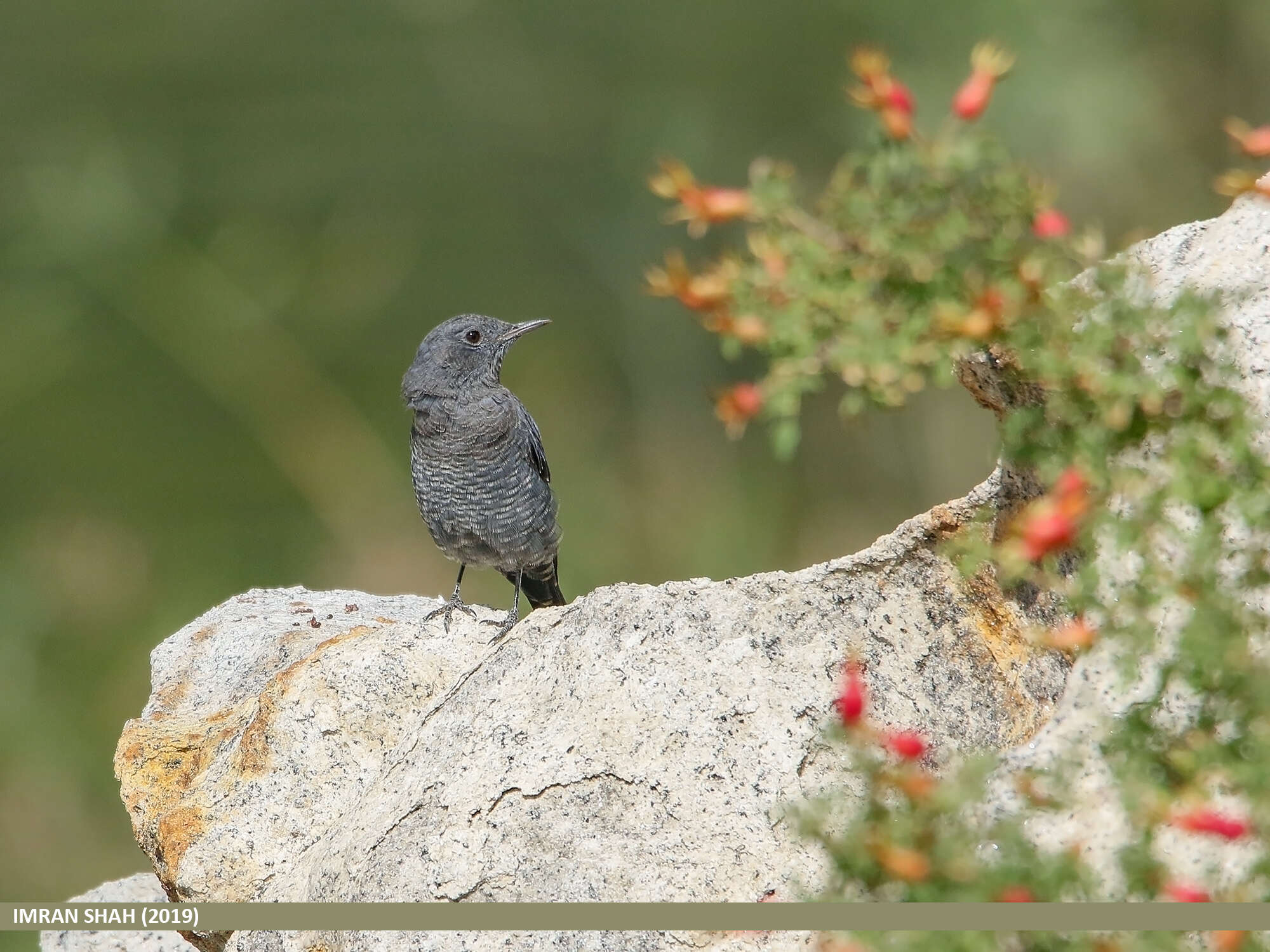 Plancia ëd Monticola solitarius (Linnaeus 1758)