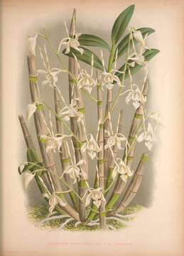 Image de Dendrobium stratiotes Rchb. fil.