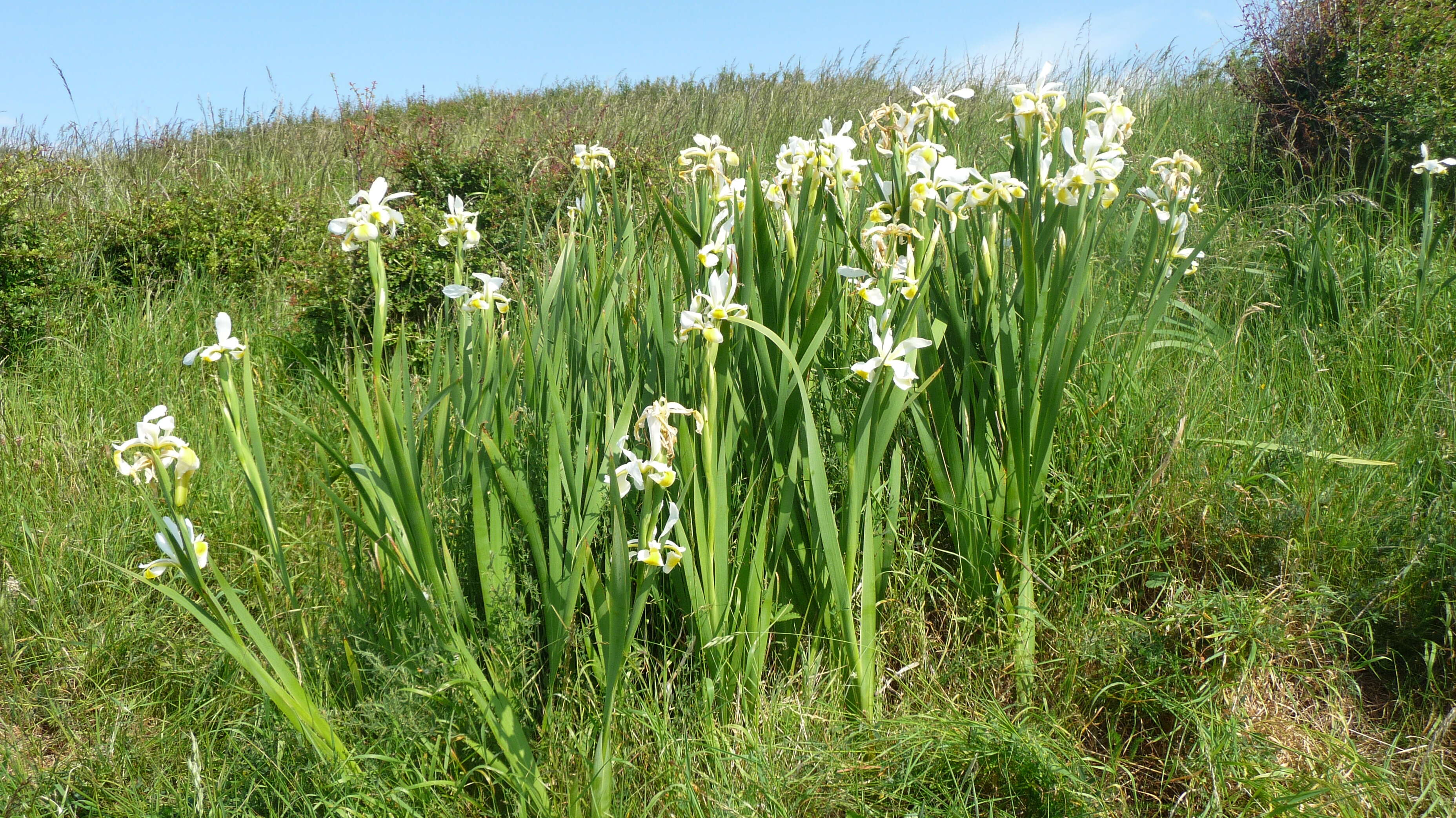 Image de Iris orientalis Mill.