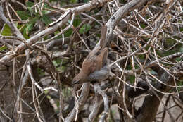 Image of Five-striped Sparrow