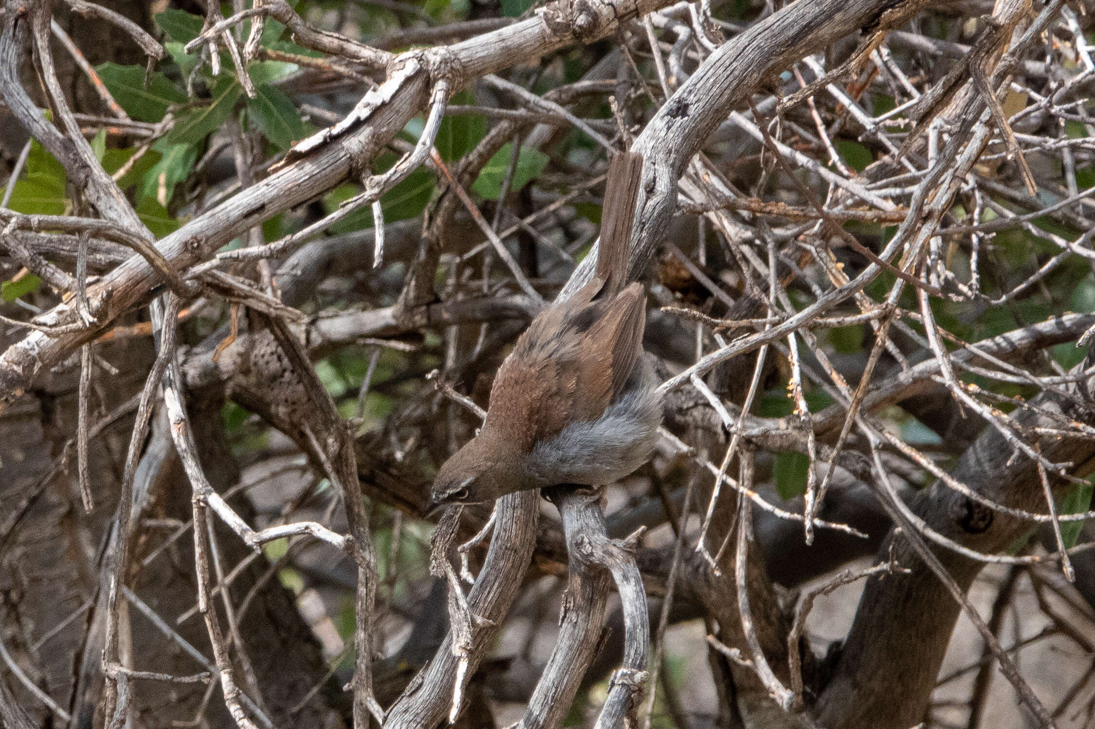 Image of Five-striped Sparrow