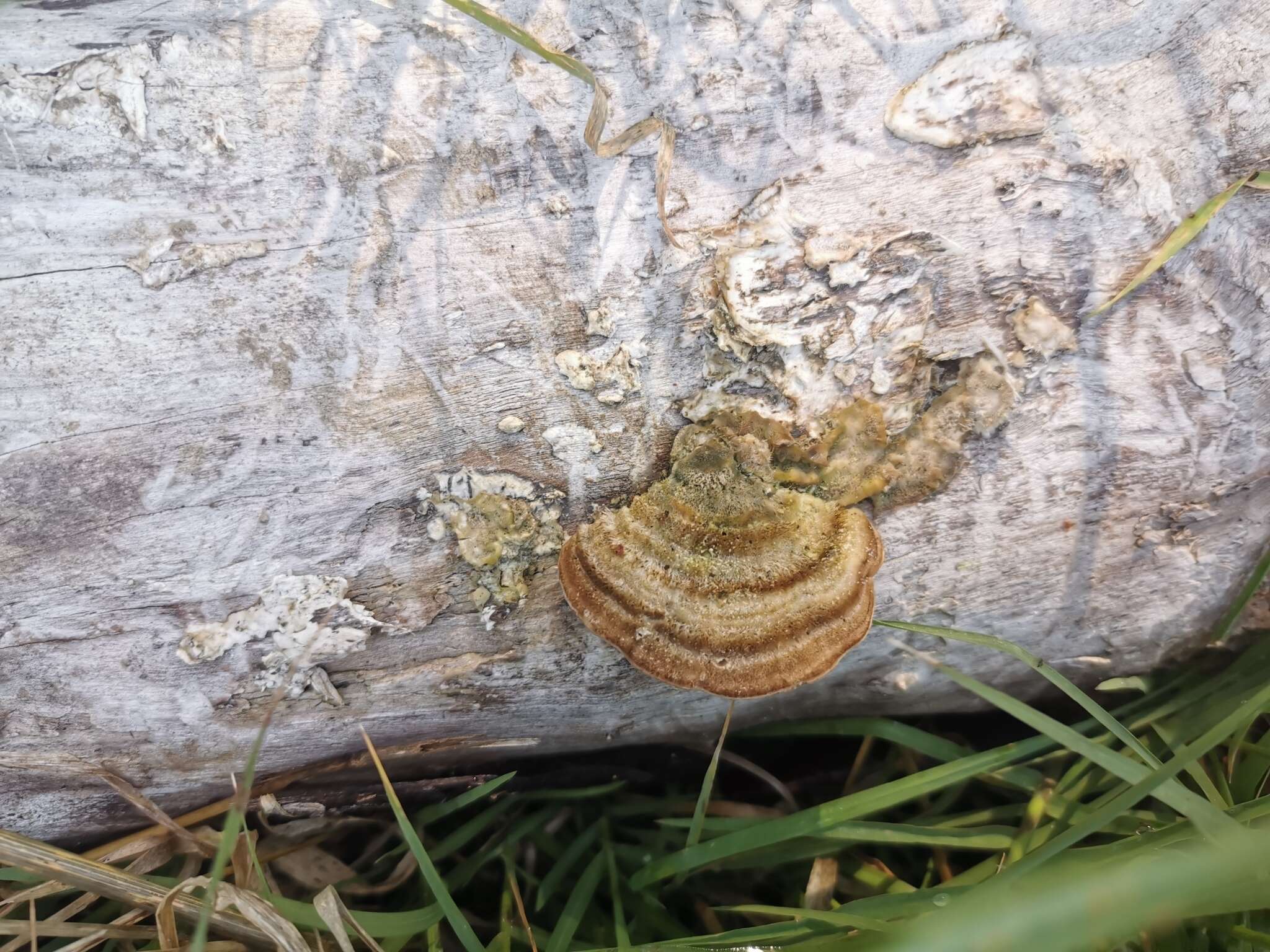 Image of Trametes hirsuta (Wulfen) Lloyd 1924