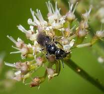 Lasioglossum cupromicans (Pérez 1903)的圖片