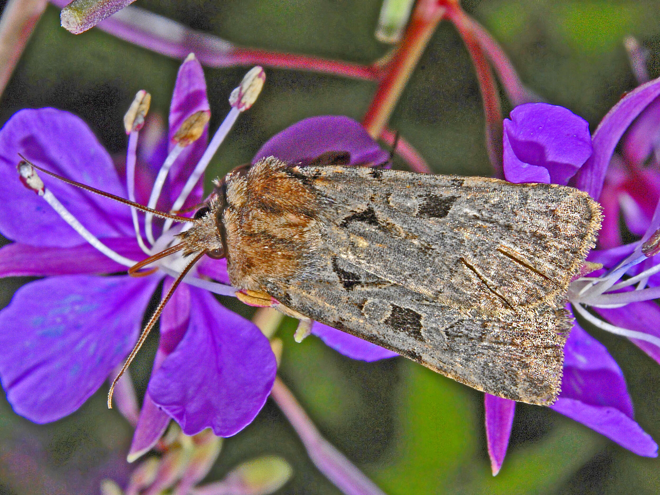 Image of Chersotis rectangula Schiffermüller 1775