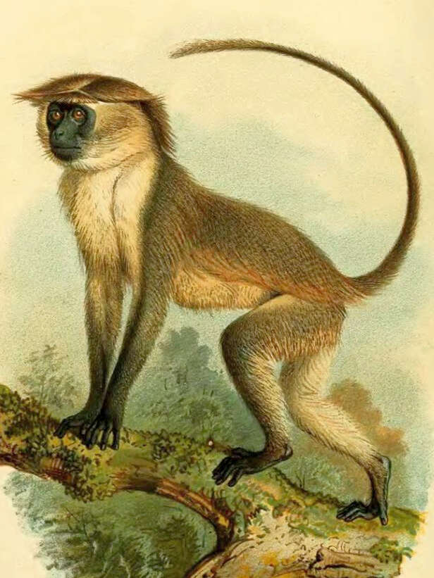 Слика од Cercocebus galeritus Peters 1879