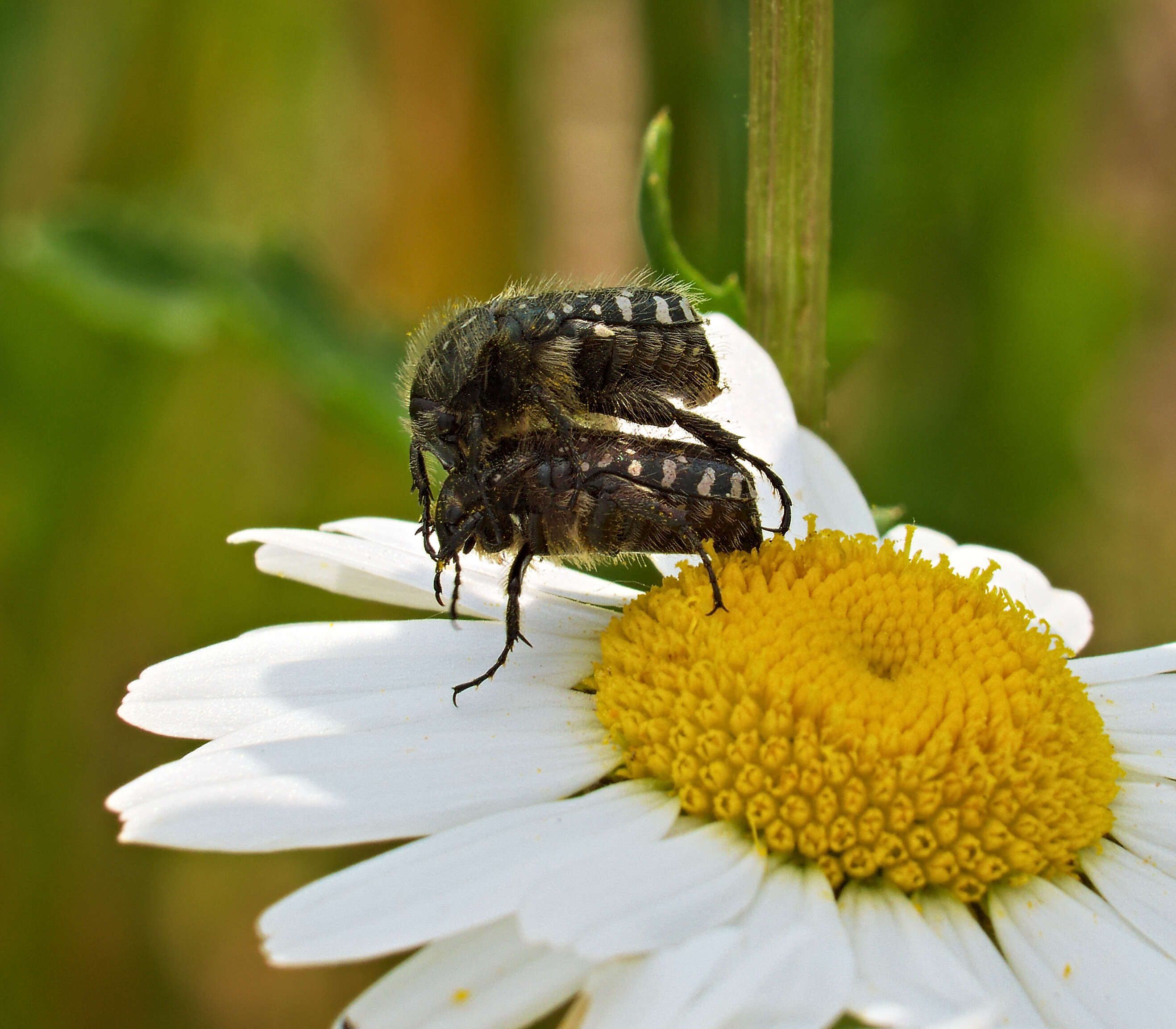 Image de Cétoine grise