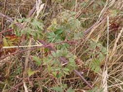 Image of cut-leaved bramble