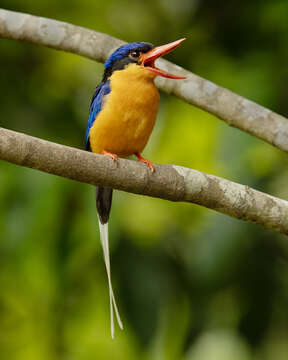 Image of Buff-breasted Paradise Kingfisher