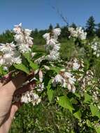 Image of fuzzy pride-of-Rochester