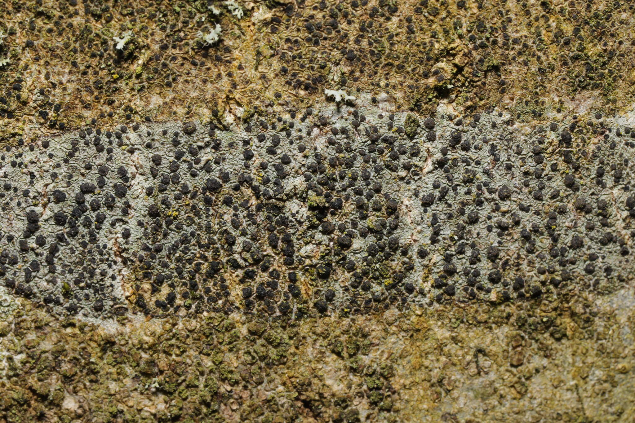 Image of lecidella lichen