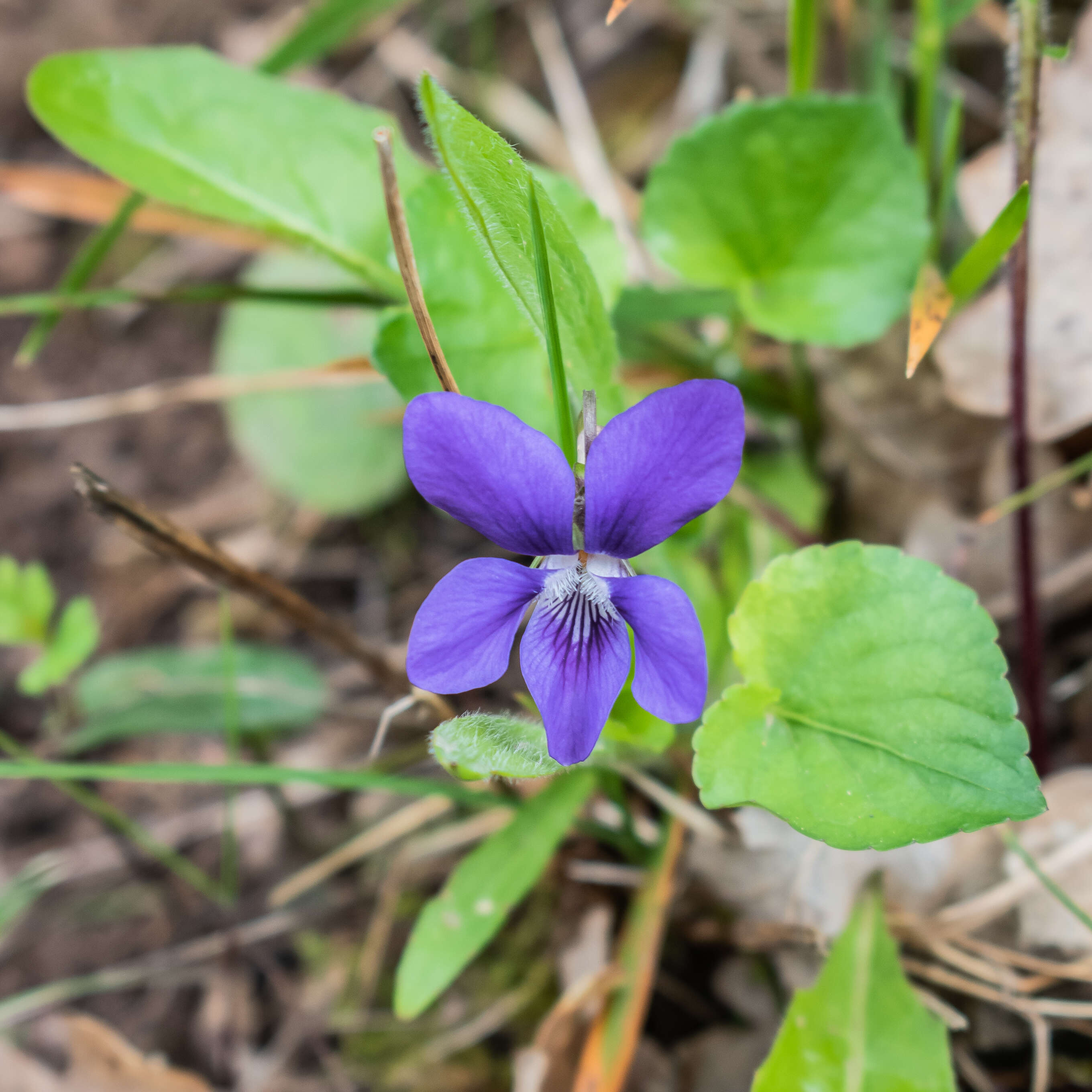 Image of common dog-violet