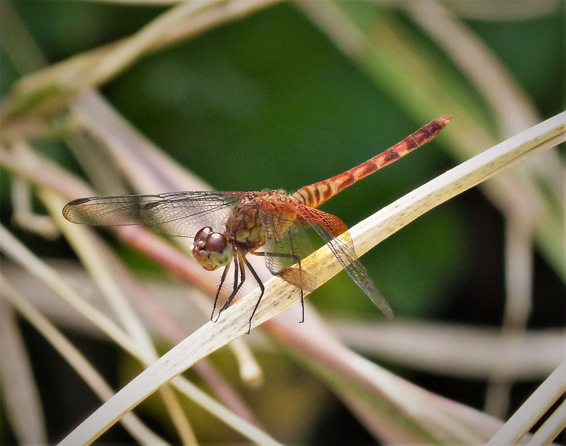 Image of Red-mantled Dragonlet