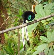 Image of Ribbon-tailed Astrapia