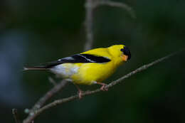 Image of American Goldfinch