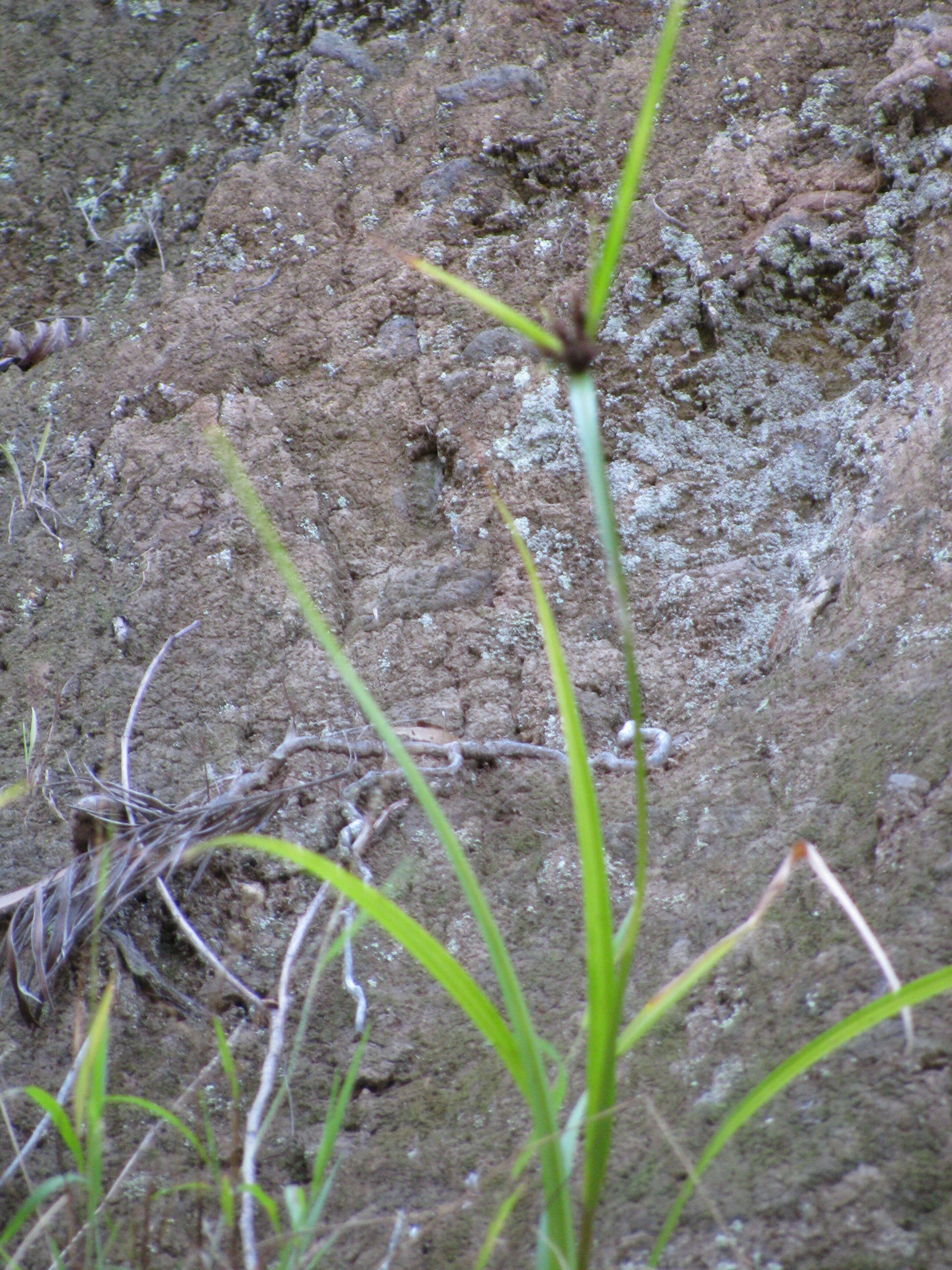 Image de Cyperus hillebrandii Boeckeler