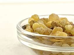 Image of Indian frankincense