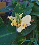 Image of calla lily