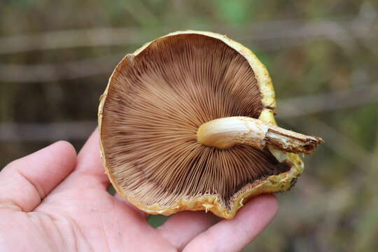 Pholiota aurivella (Batsch) P. Kumm. 1871 resmi