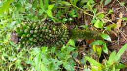 Image of Amorphophallus sylvaticus (Roxb.) Kunth