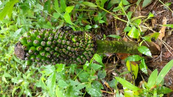 Plancia ëd Amorphophallus sylvaticus (Roxb.) Kunth