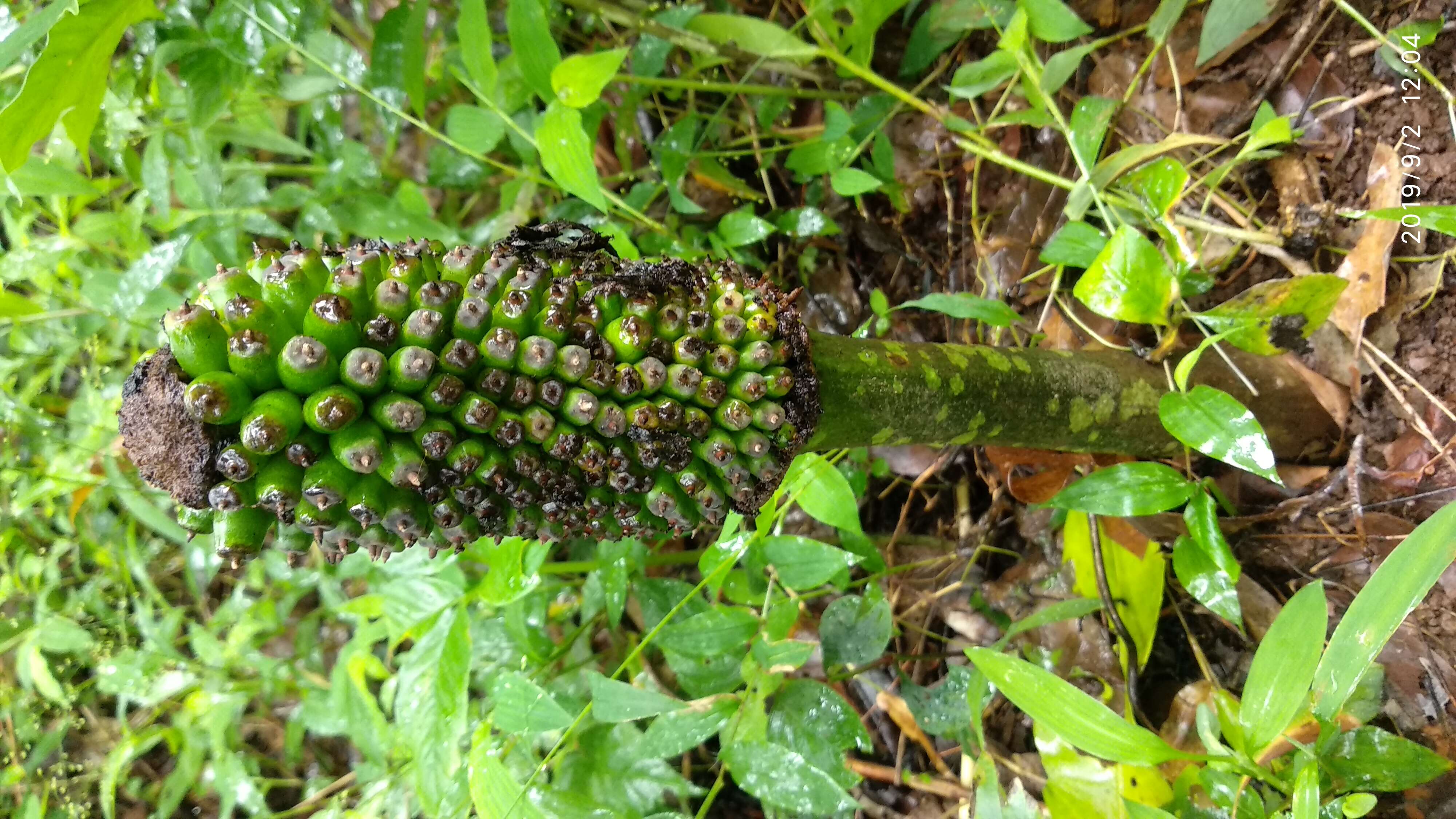 Imagem de Amorphophallus sylvaticus (Roxb.) Kunth