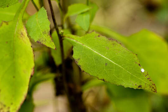 Image of woodland lettuce