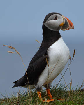 Image of Puffin