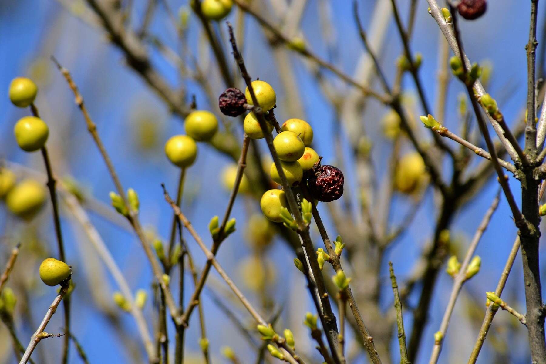 Image of European privet