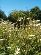 Image of Blue aster