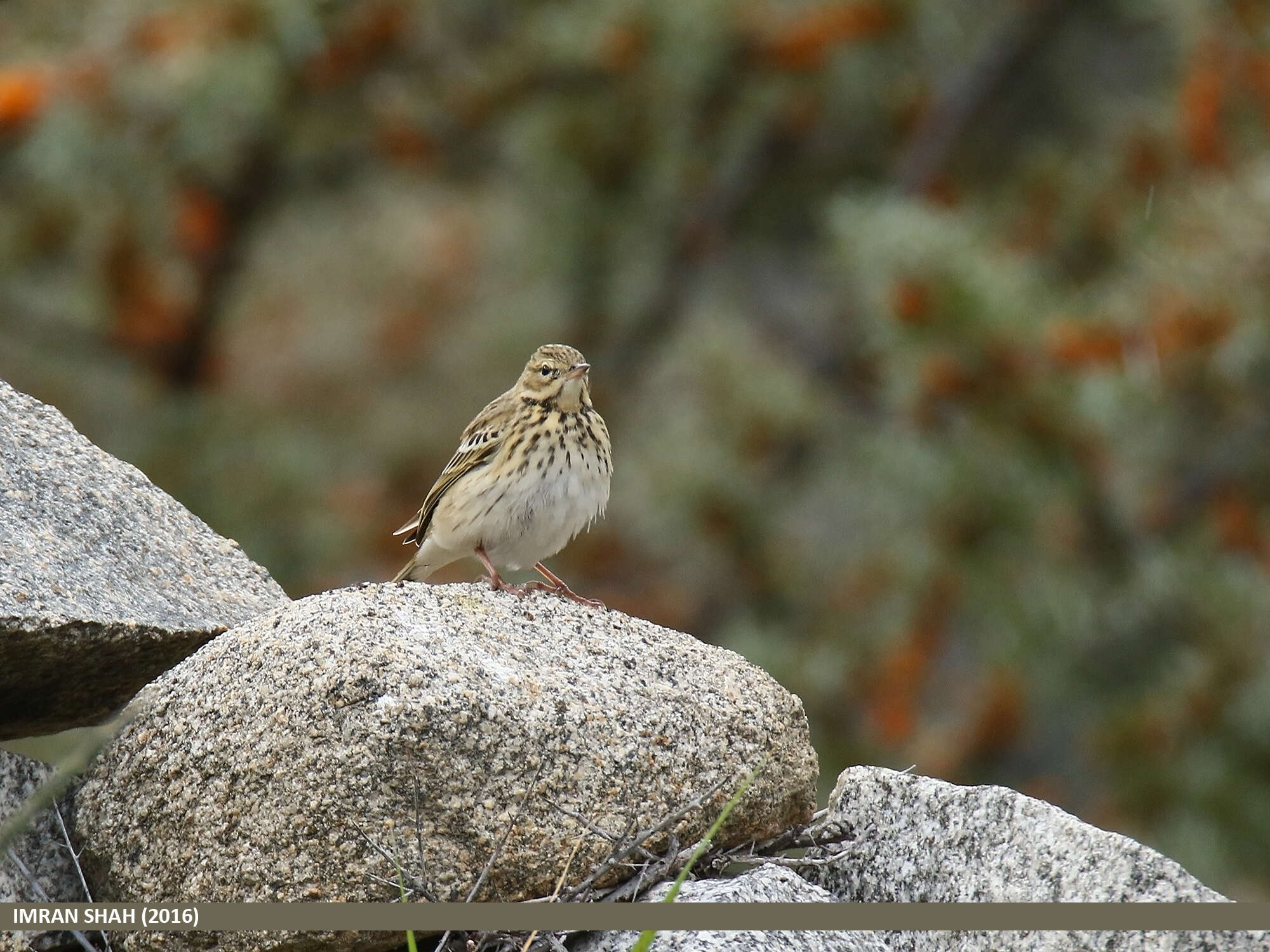 Image of Tree Pipit