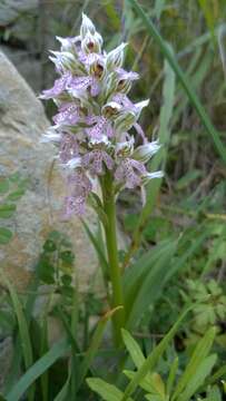 Image of Milky orchid