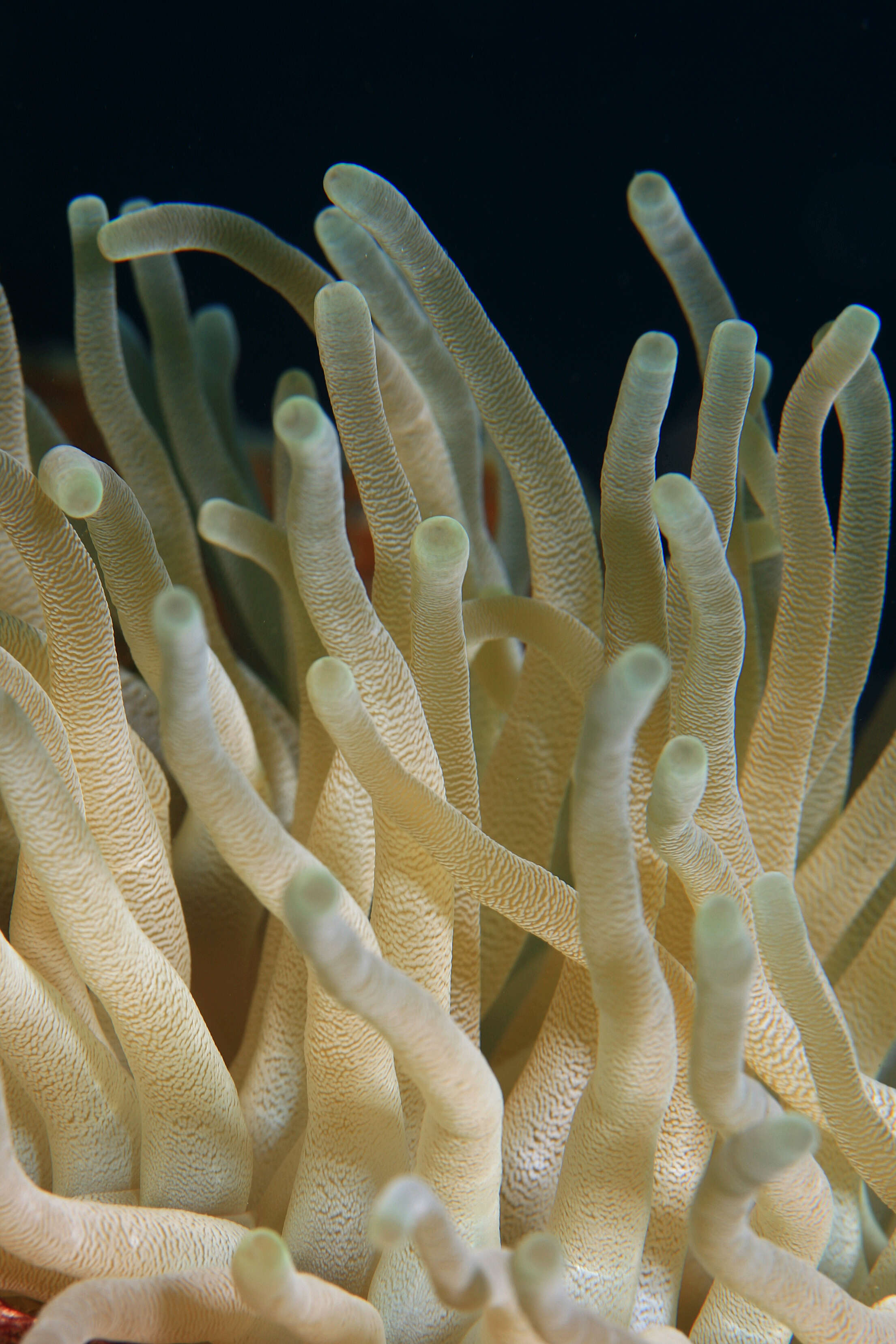 Image of Giant anemone