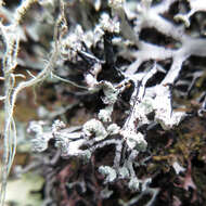 Image of Brownish monk's-hood lichen