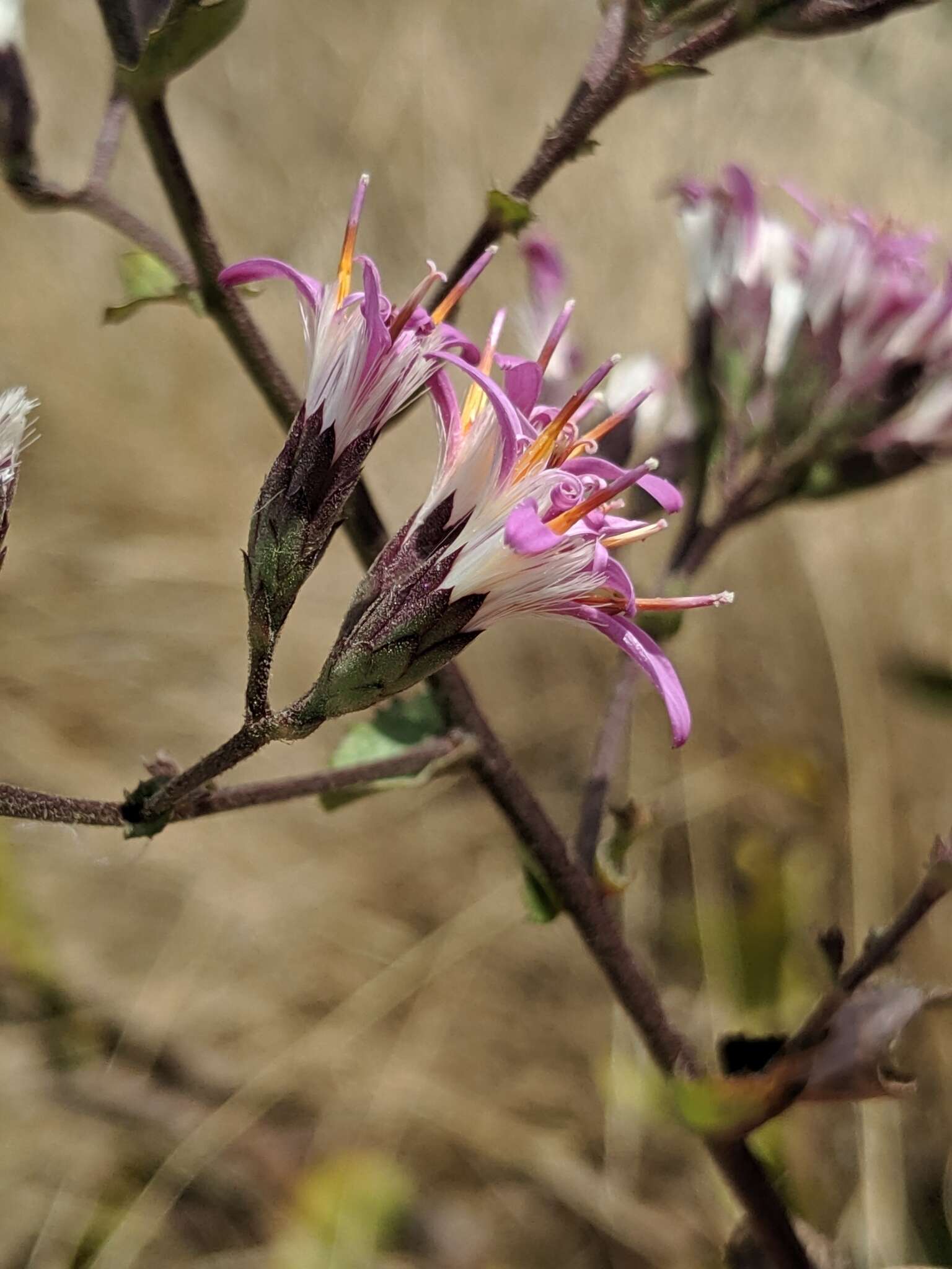 Plancia ëd Acourtia microcephala DC.