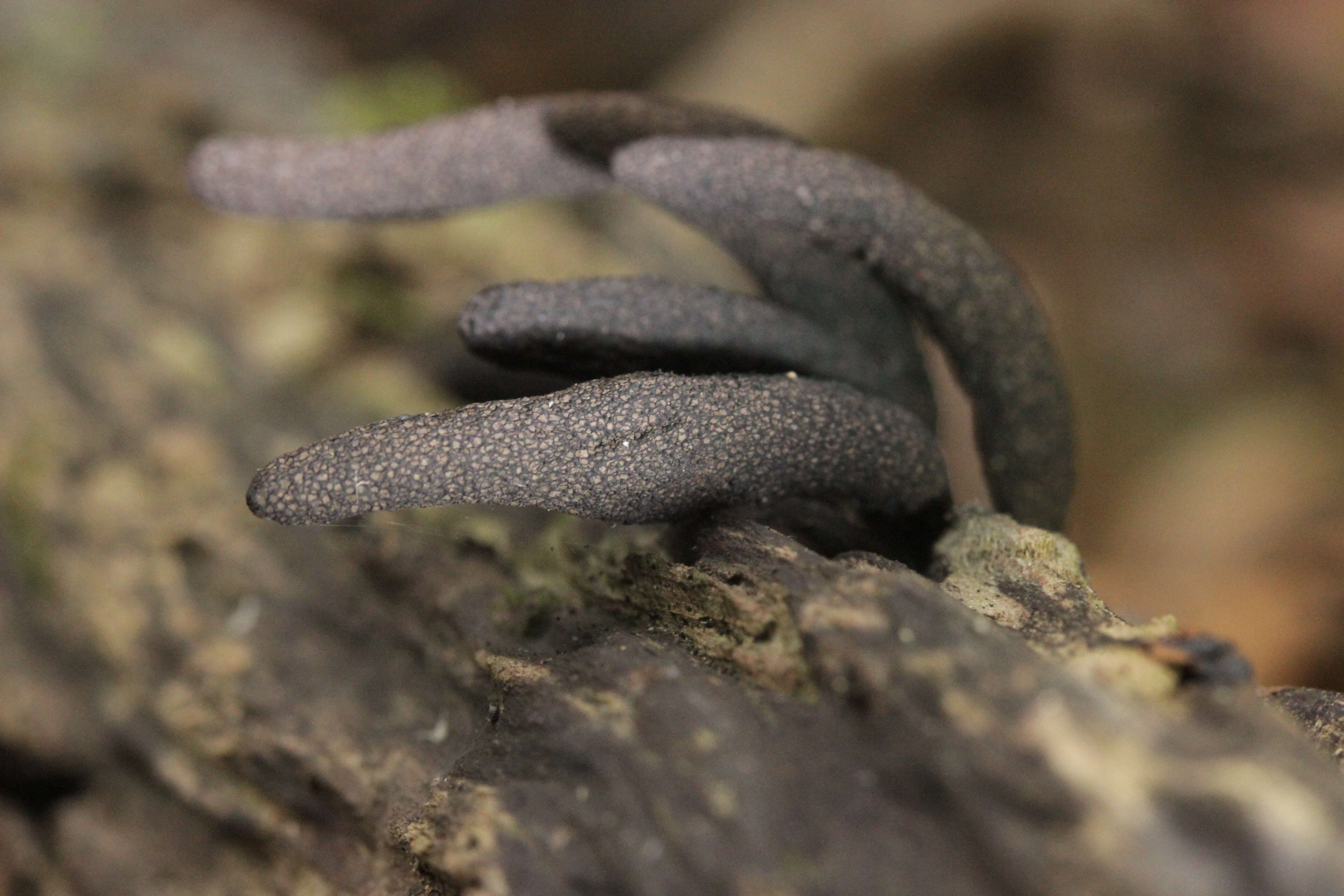 Image of Xylaria longipes Nitschke 1867