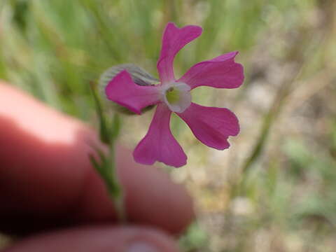 Image of striped corn catchfly