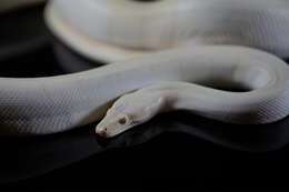 Image of Olive Python