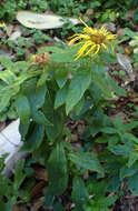 Image of Hooker's inula